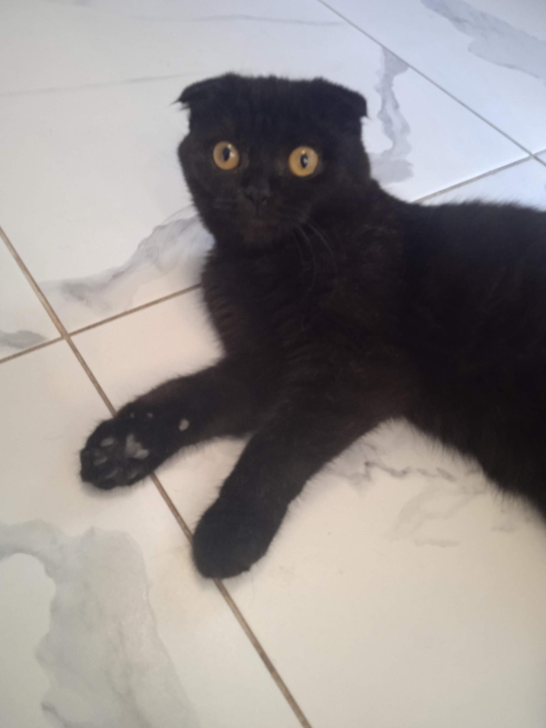 Фото В снегу и за рулем: в Новосибирске опубликовано свыше 50 фото милых питомцев к Дню кошек 28 - Сиб.ФМ Фото В снегу и за рулем: в Новосибирске опубликовано свыше 50 фото милых питомцев к Дню кошек 28